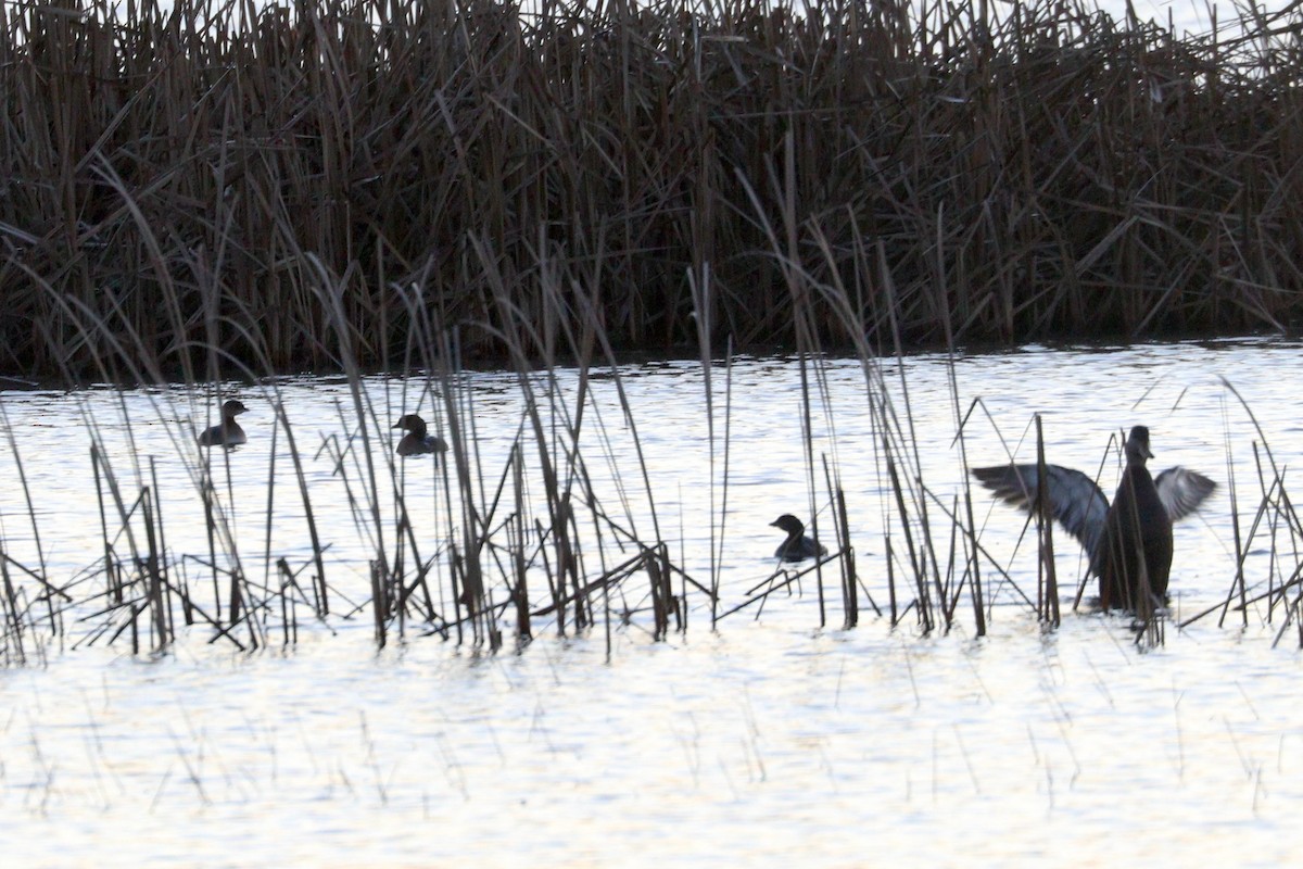 Pied-billed Grebe - ML283862241