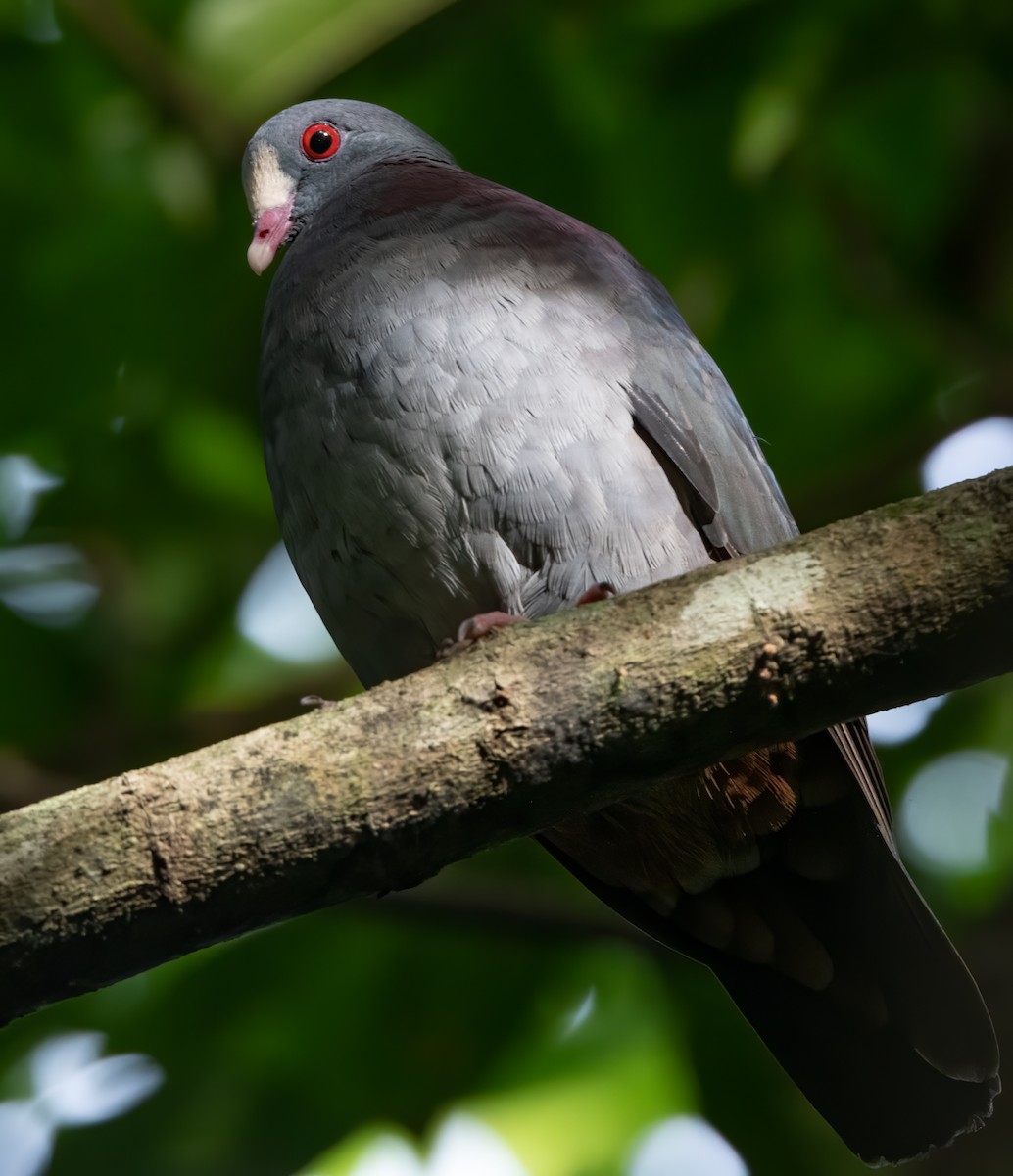 White-fronted Quail-Dove - ML283863321