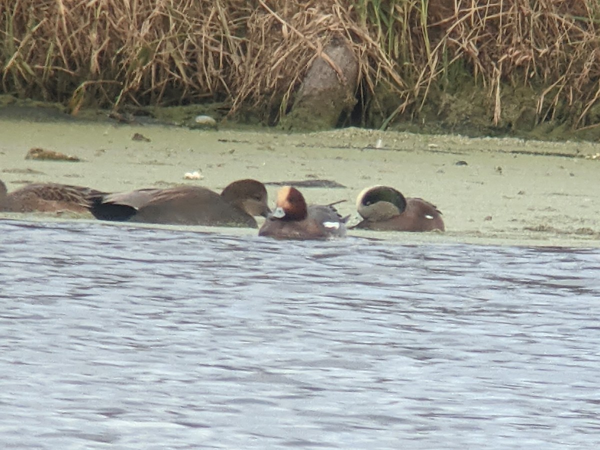 Eurasian Wigeon - ML283864961