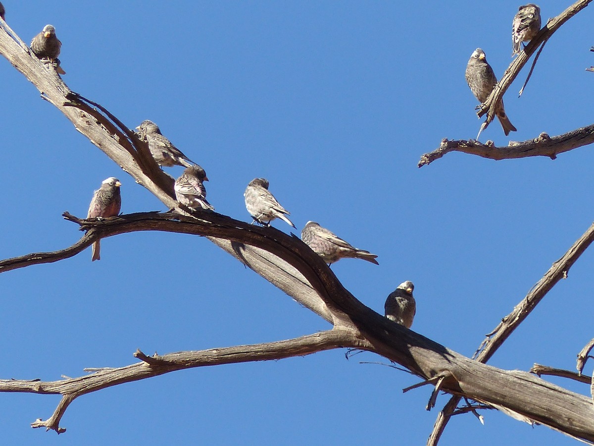 Black Rosy-Finch - ML283865061