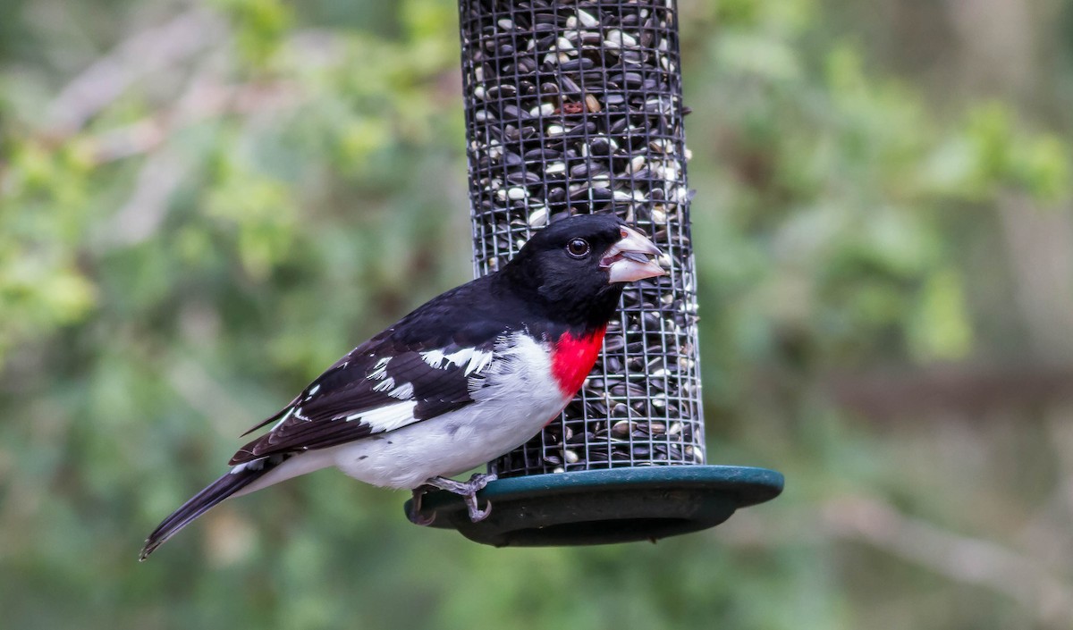 Rose-breasted Grosbeak - ML28386551