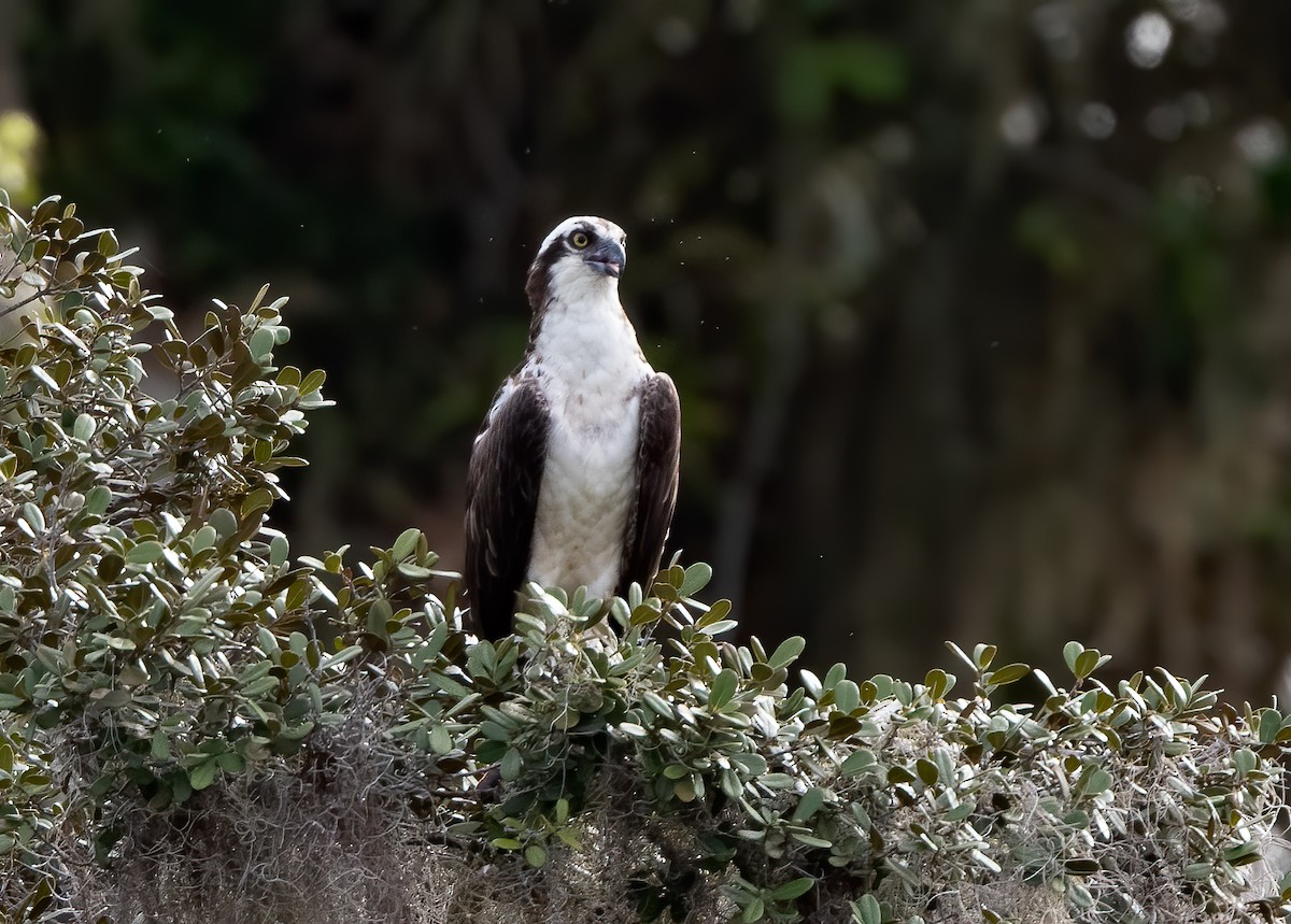 Osprey (carolinensis) - ML283865831