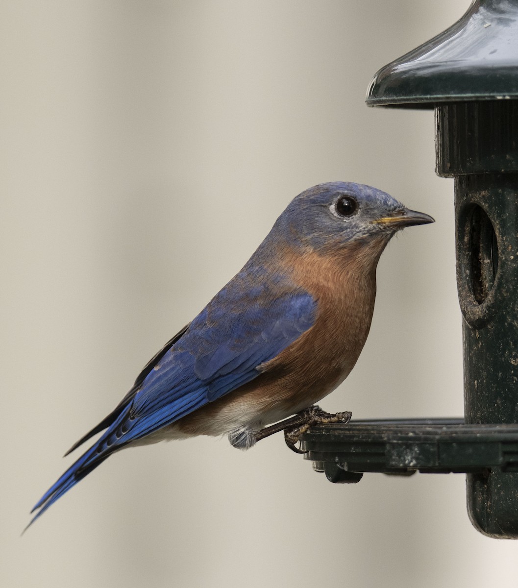 Eastern Bluebird - Ed Corey