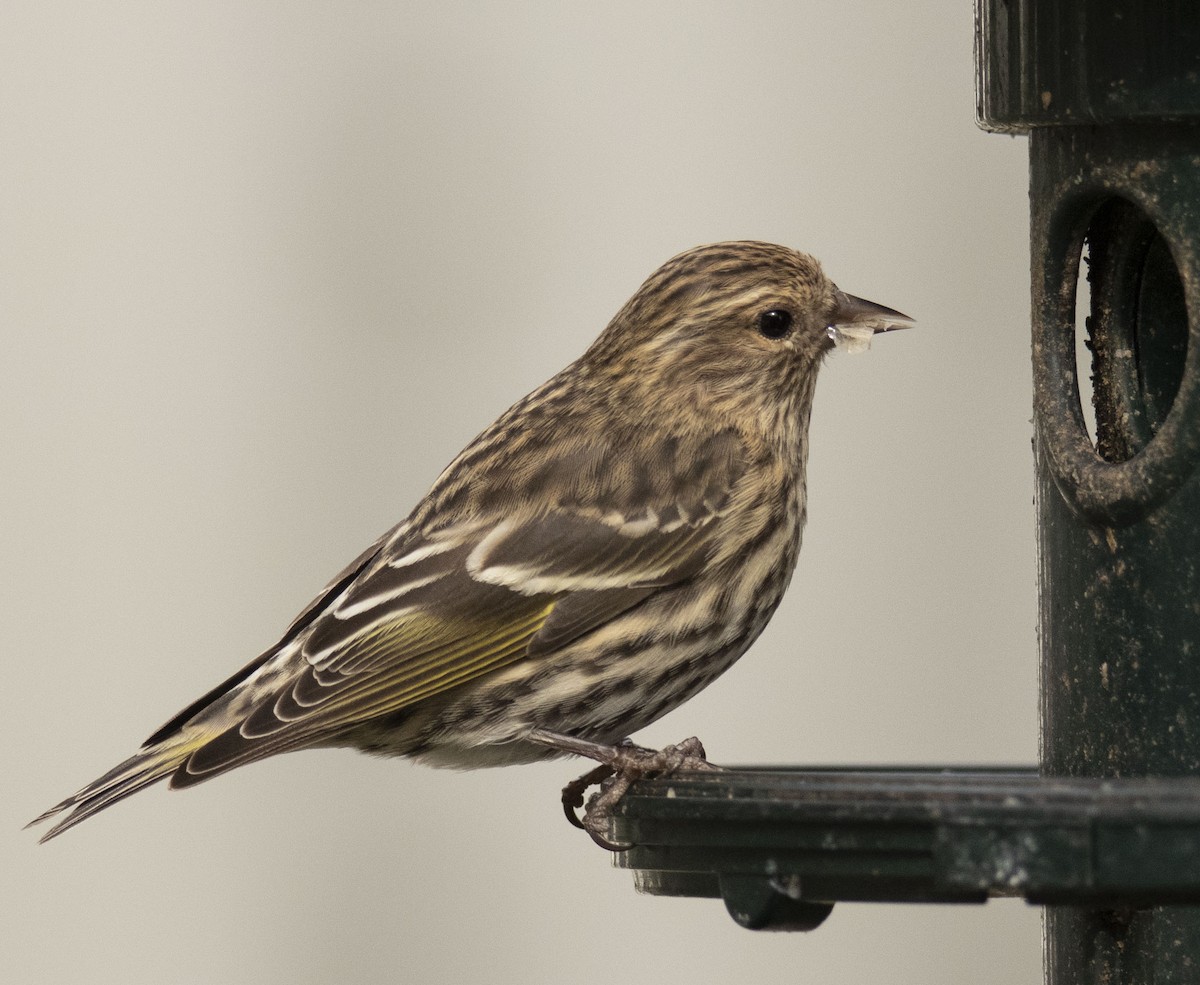 Pine Siskin - Ed Corey