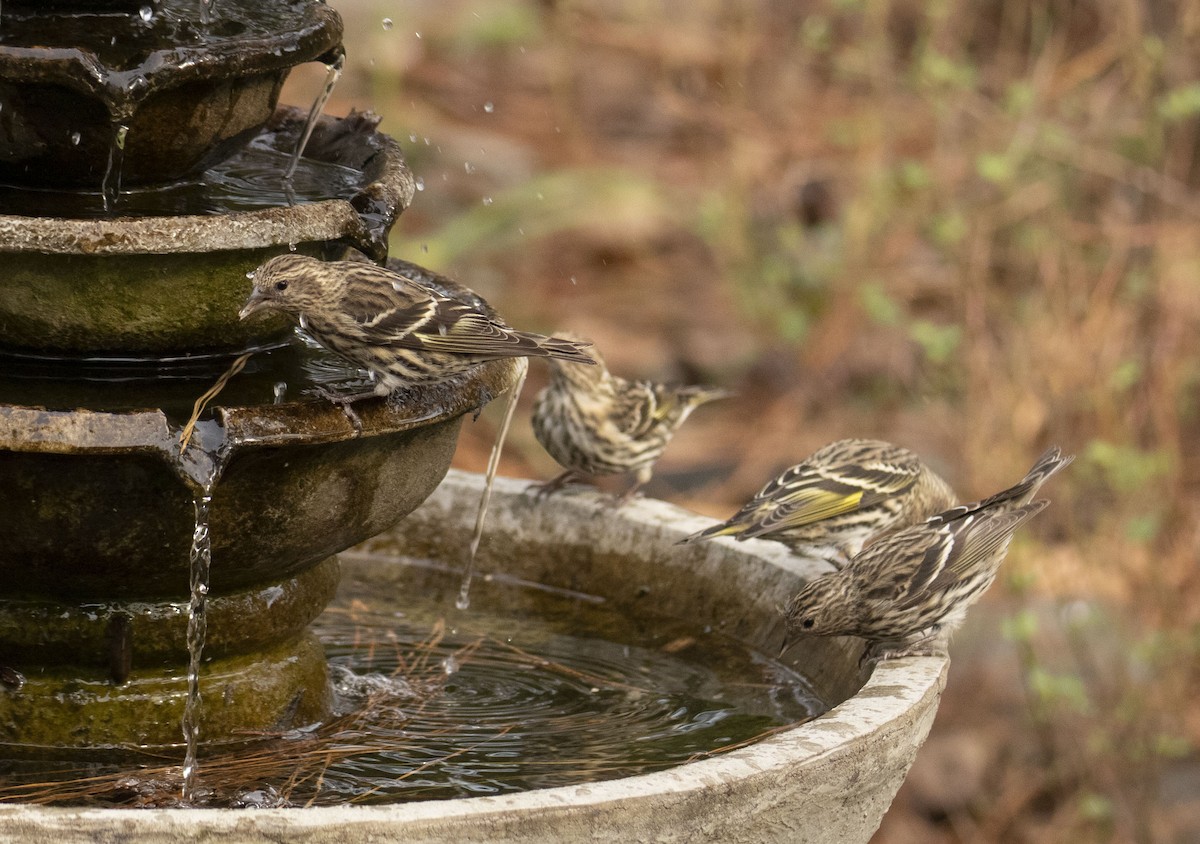 Pine Siskin - Ed Corey