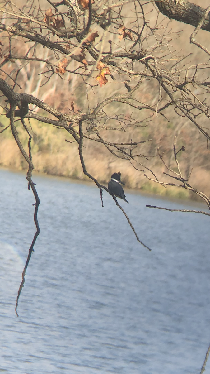 Belted Kingfisher - ML283869111