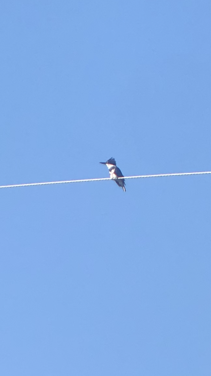 Belted Kingfisher - ML283869131