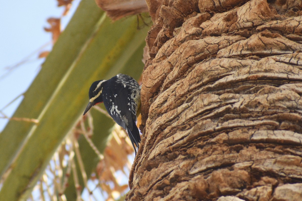 Williamson's Sapsucker - ML283869461