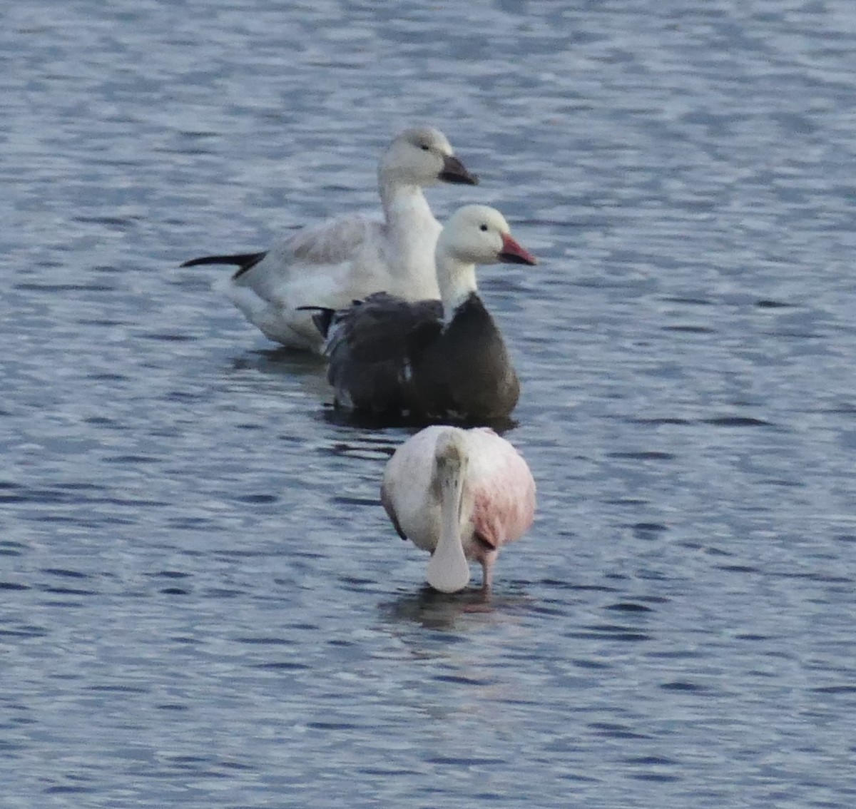 Snow Goose - ML283869631