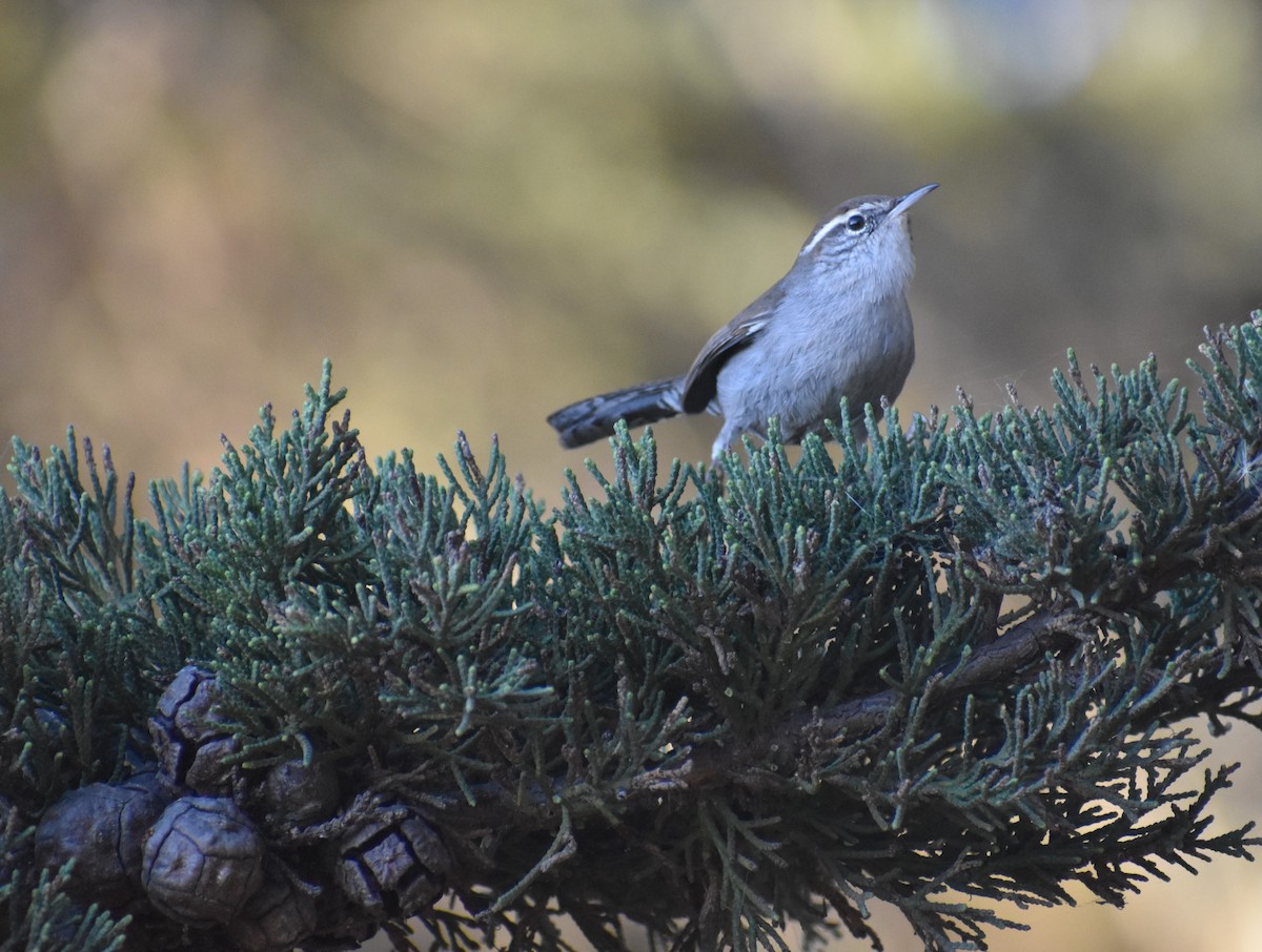 Bewick's Wren - ML283870071