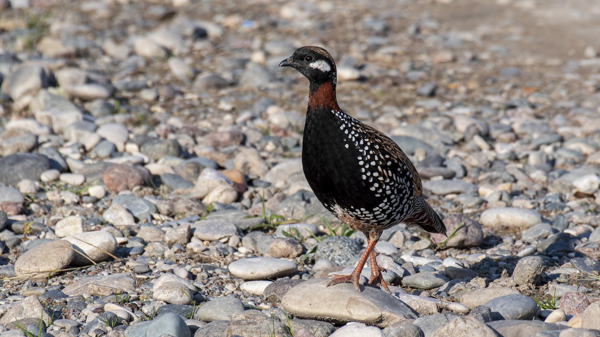 Black Francolin - Mehmet ertan Tiryaki