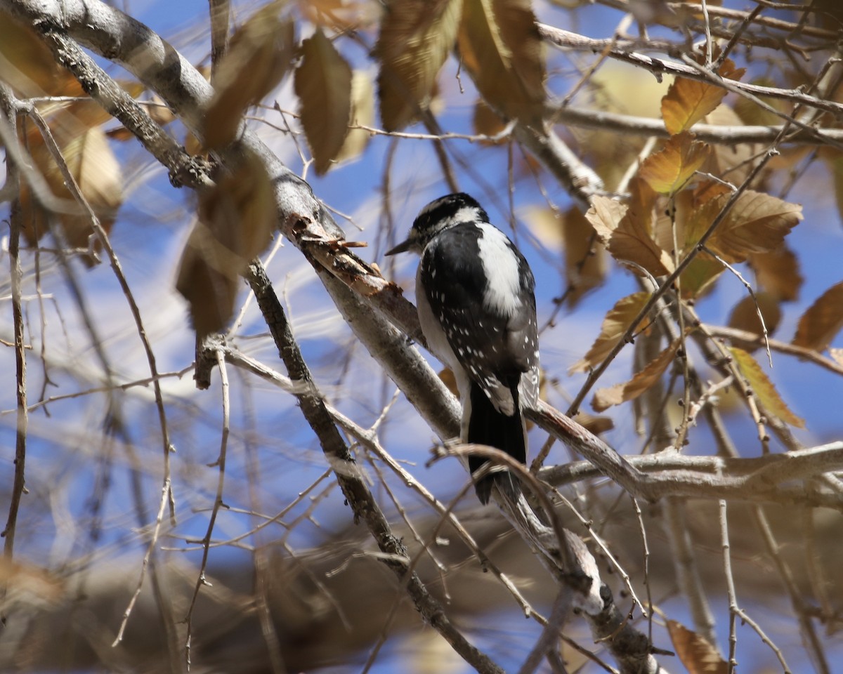 Downy Woodpecker - ML283871321