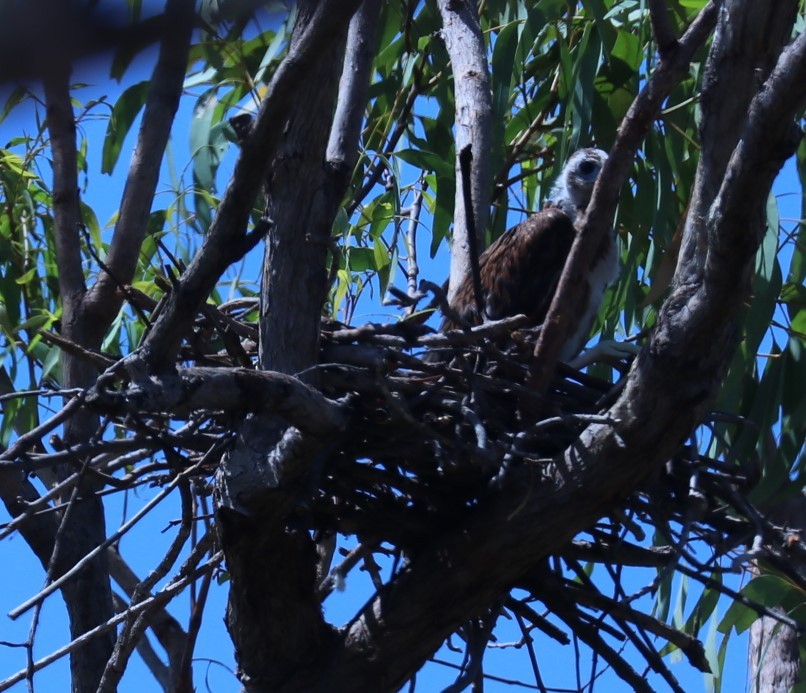 Red Goshawk - Tom Lewis