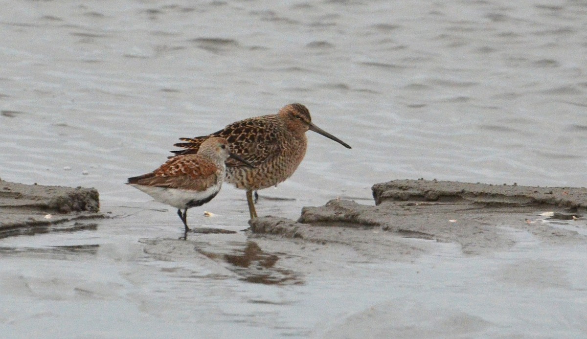 Short-billed Dowitcher - ML28387171