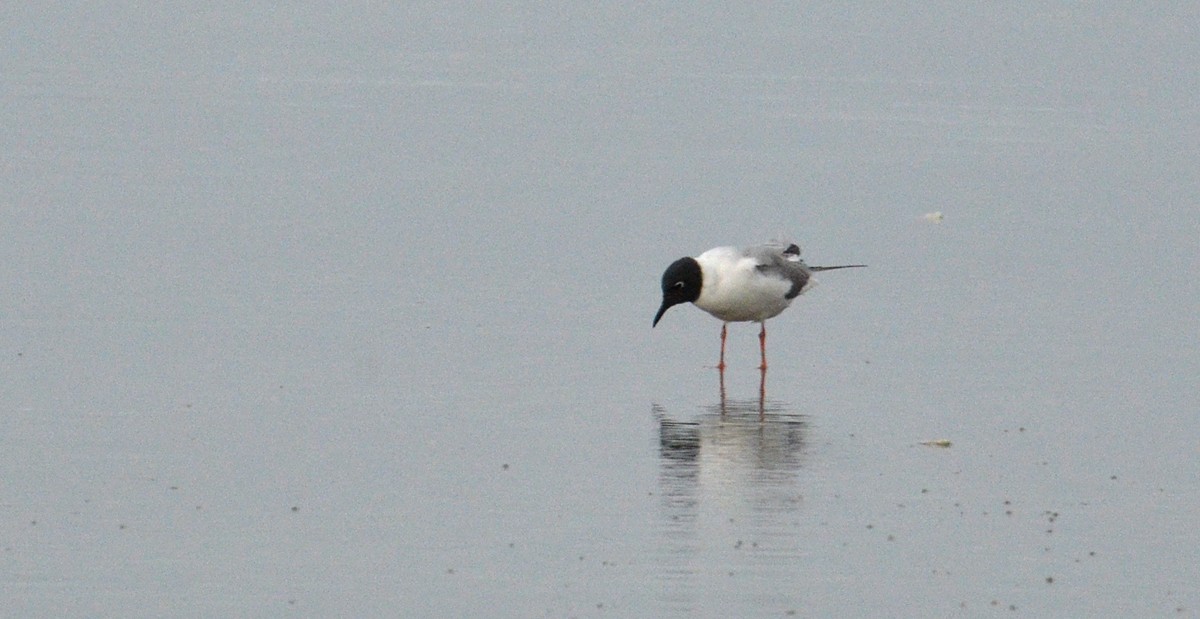 Bonaparte's Gull - ML28387241