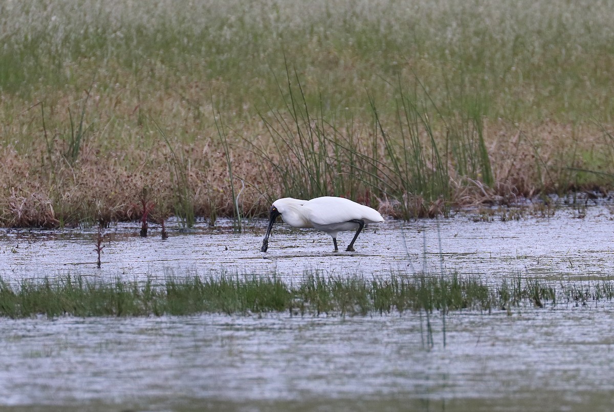 Royal Spoonbill - David Ekdahl