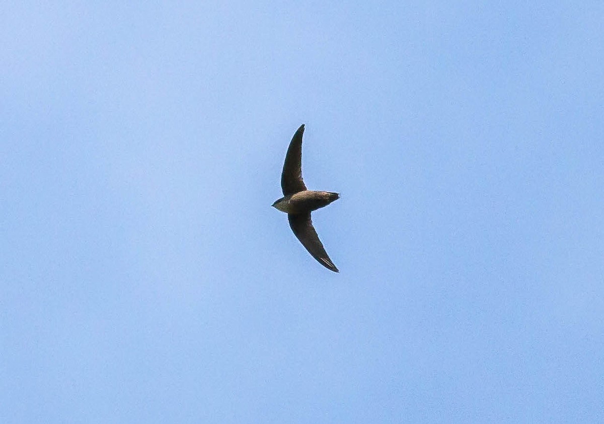 Chimney Swift - ML28387291