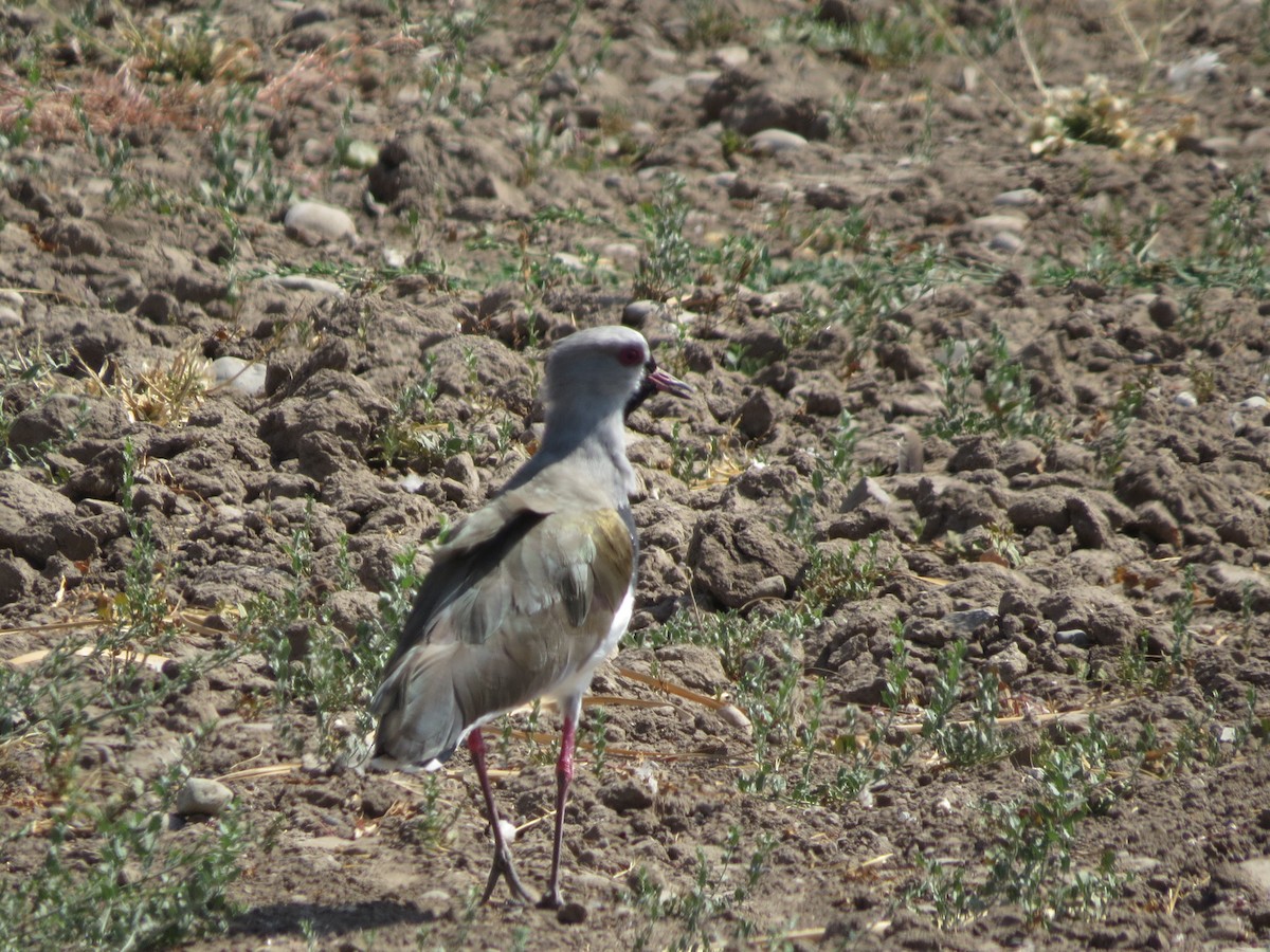 Southern Lapwing - ML283875311