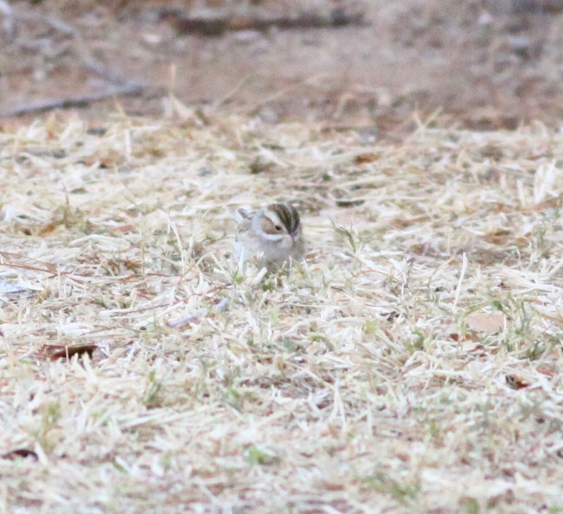 Clay-colored Sparrow - Roger Clark