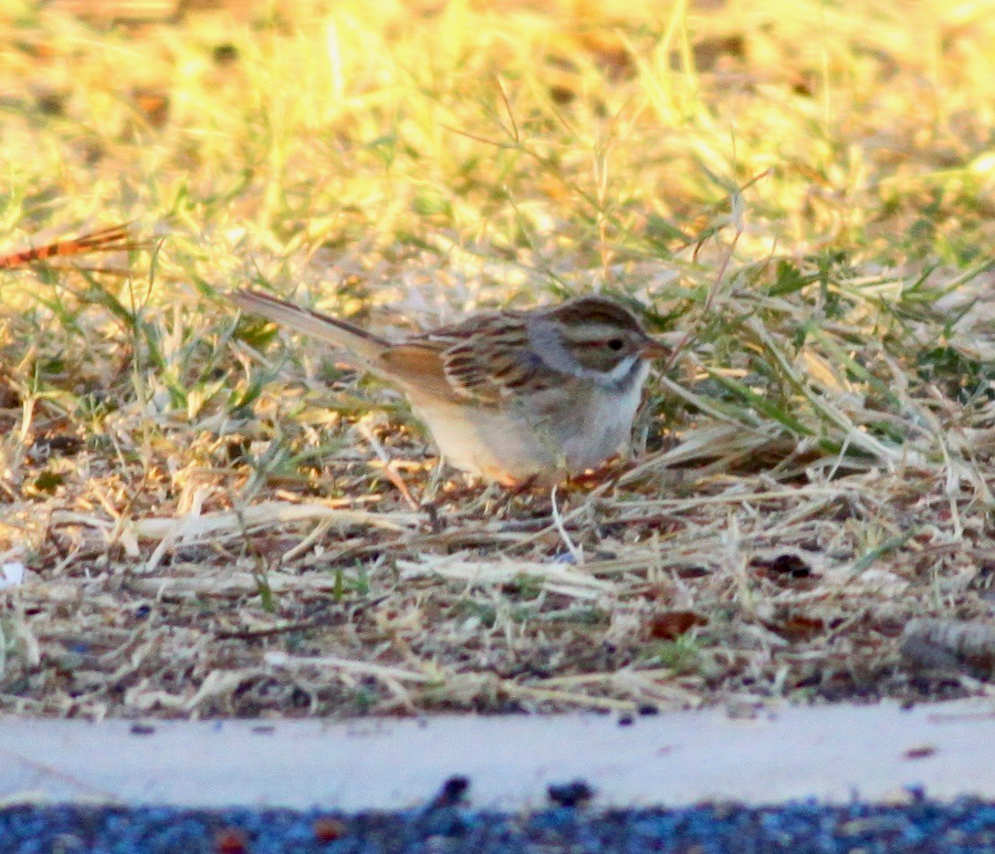 Clay-colored Sparrow - Roger Clark