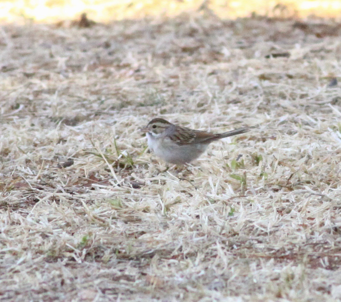 Clay-colored Sparrow - ML283875571