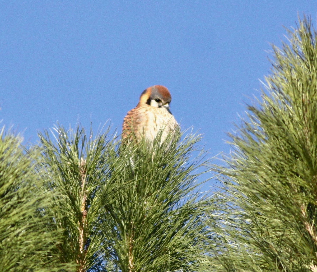 American Kestrel - Roger Clark