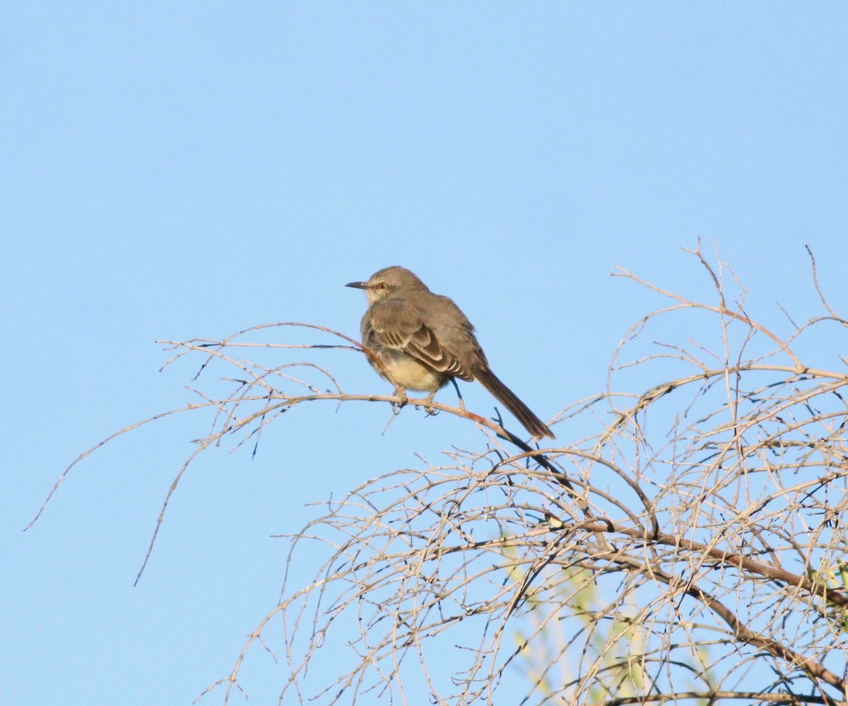 Northern Mockingbird - ML283877081