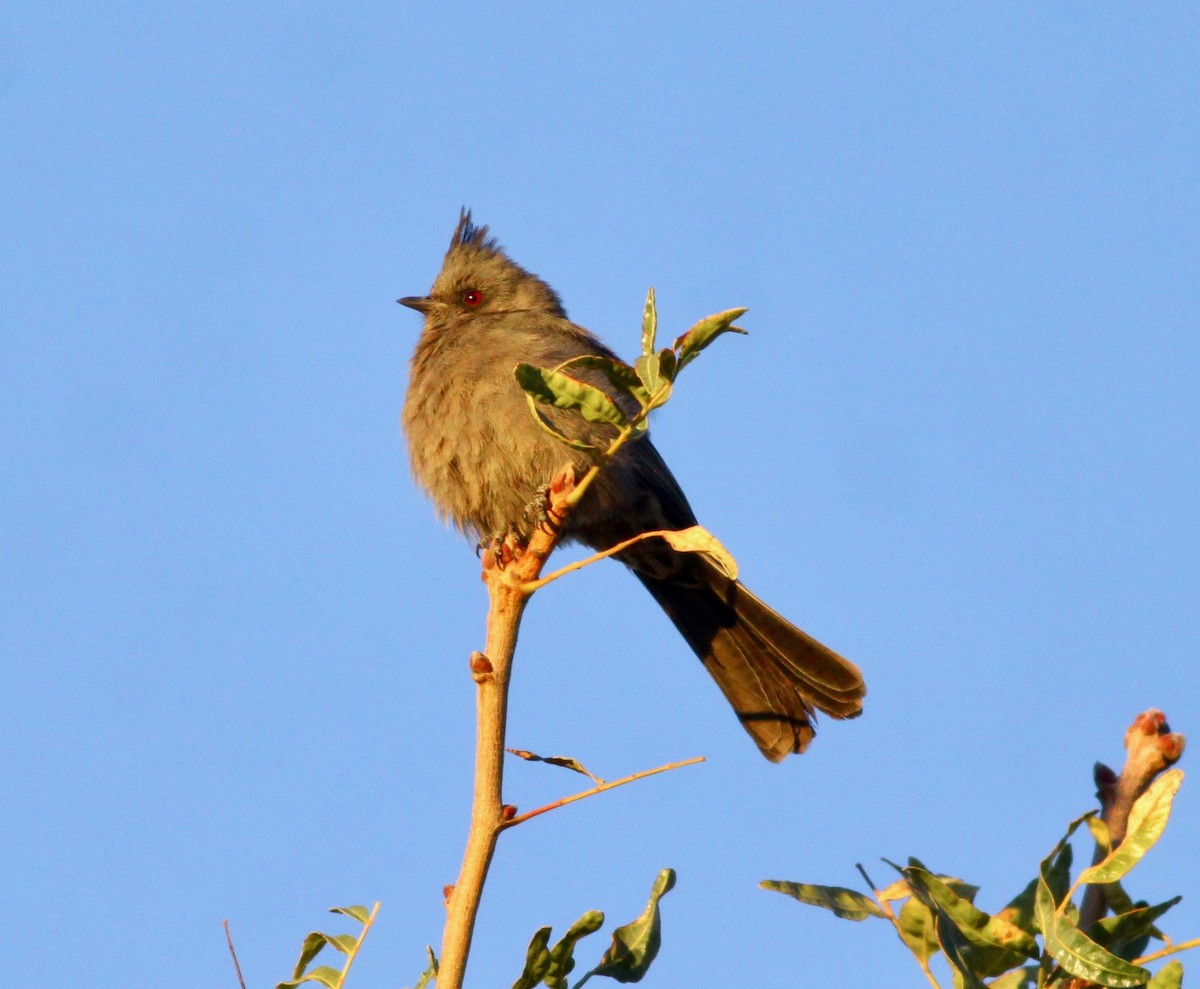 Phainopepla - Roger Clark