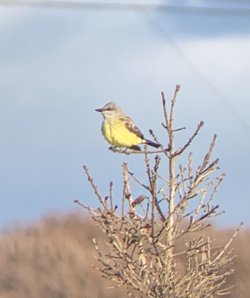 Western Kingbird - Brodie Badcock-Parks