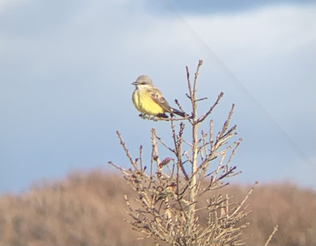 Western Kingbird - ML283883991