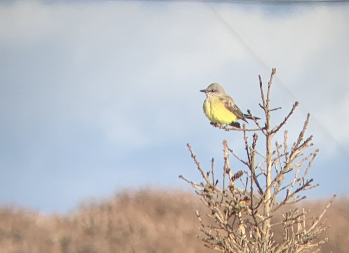 Western Kingbird - ML283884011