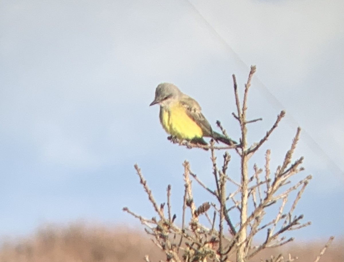 Western Kingbird - ML283884021