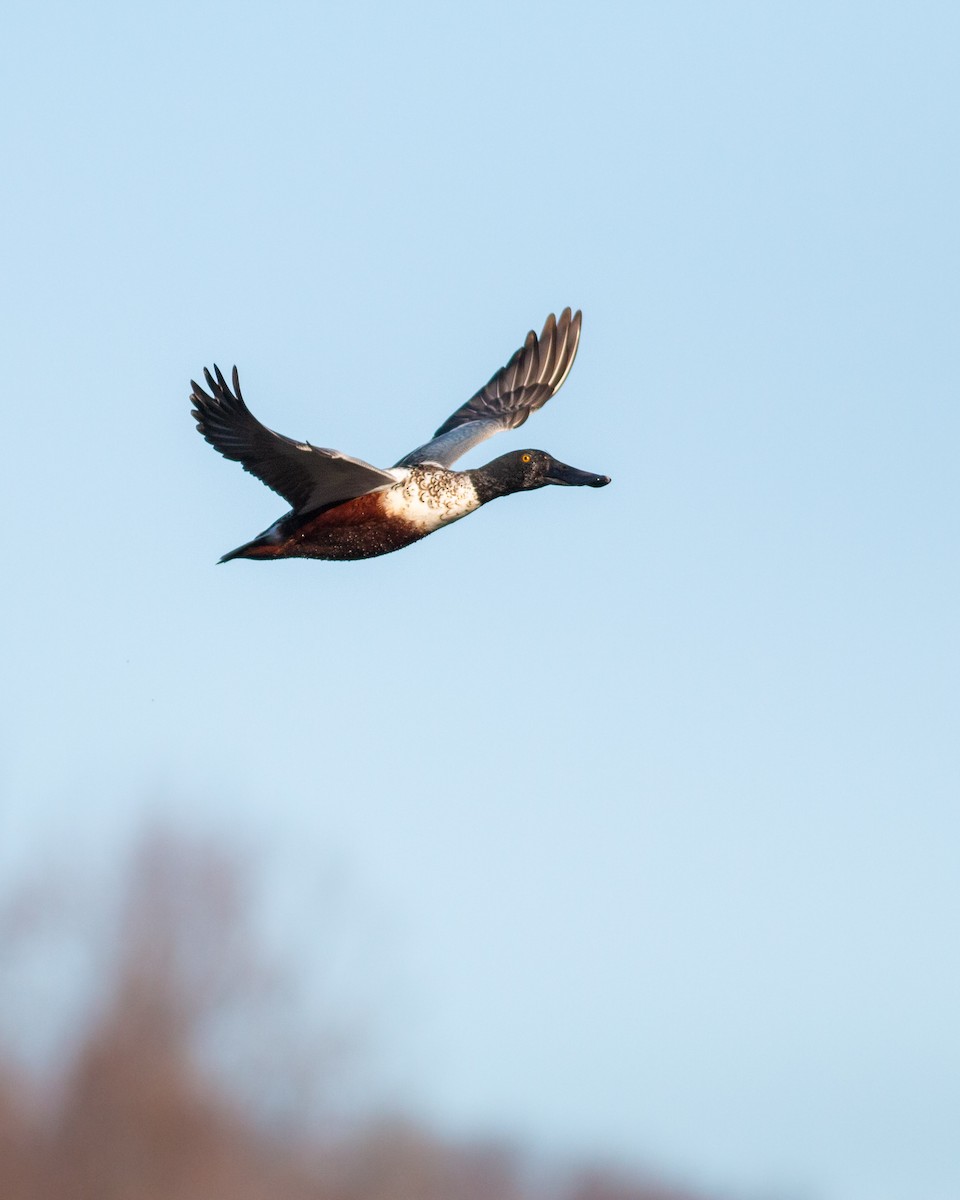 Northern Shoveler - Josh  Houck