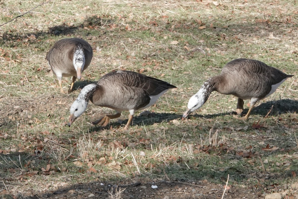 Domestic goose sp. (Domestic type) - ML283885181