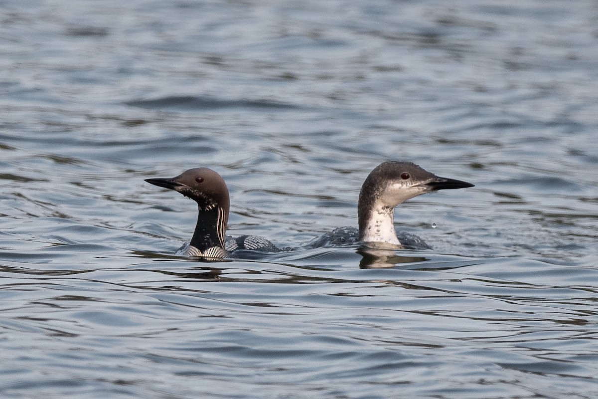 Arctic Loon - Roman Chaley