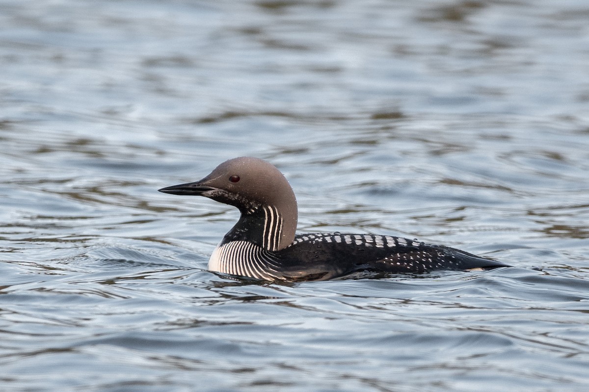 Arctic Loon - Roman Chaley