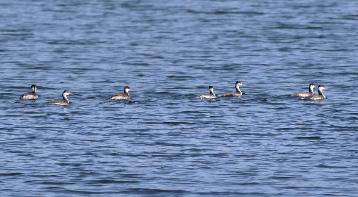 Horned Grebe - ML283885911