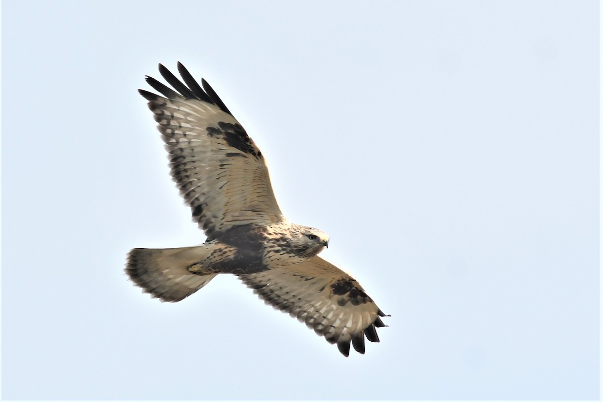 Rough-legged Hawk - ML283886481