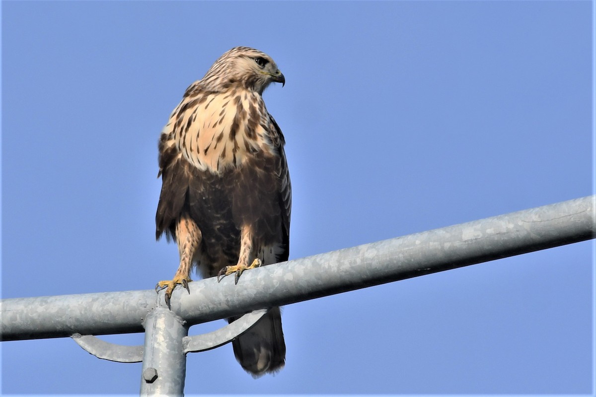 Rough-legged Hawk - Haldun Savaş