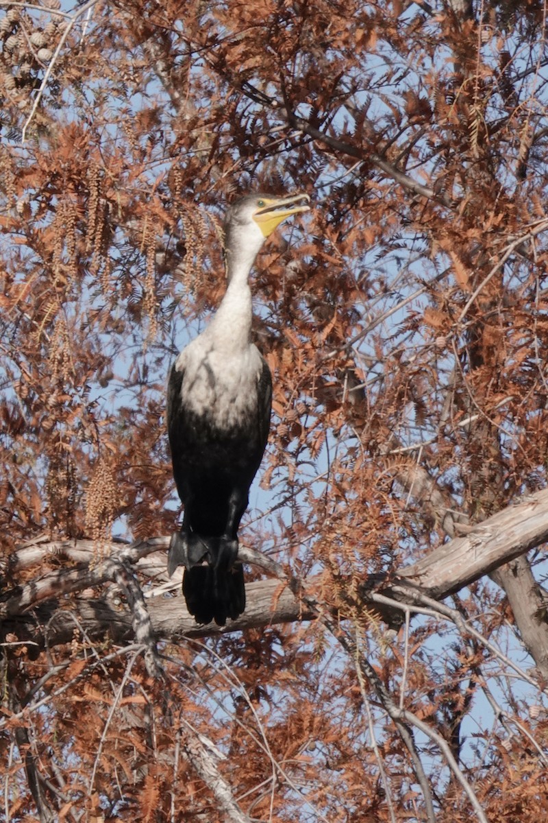 Cormoran à aigrettes - ML283887541