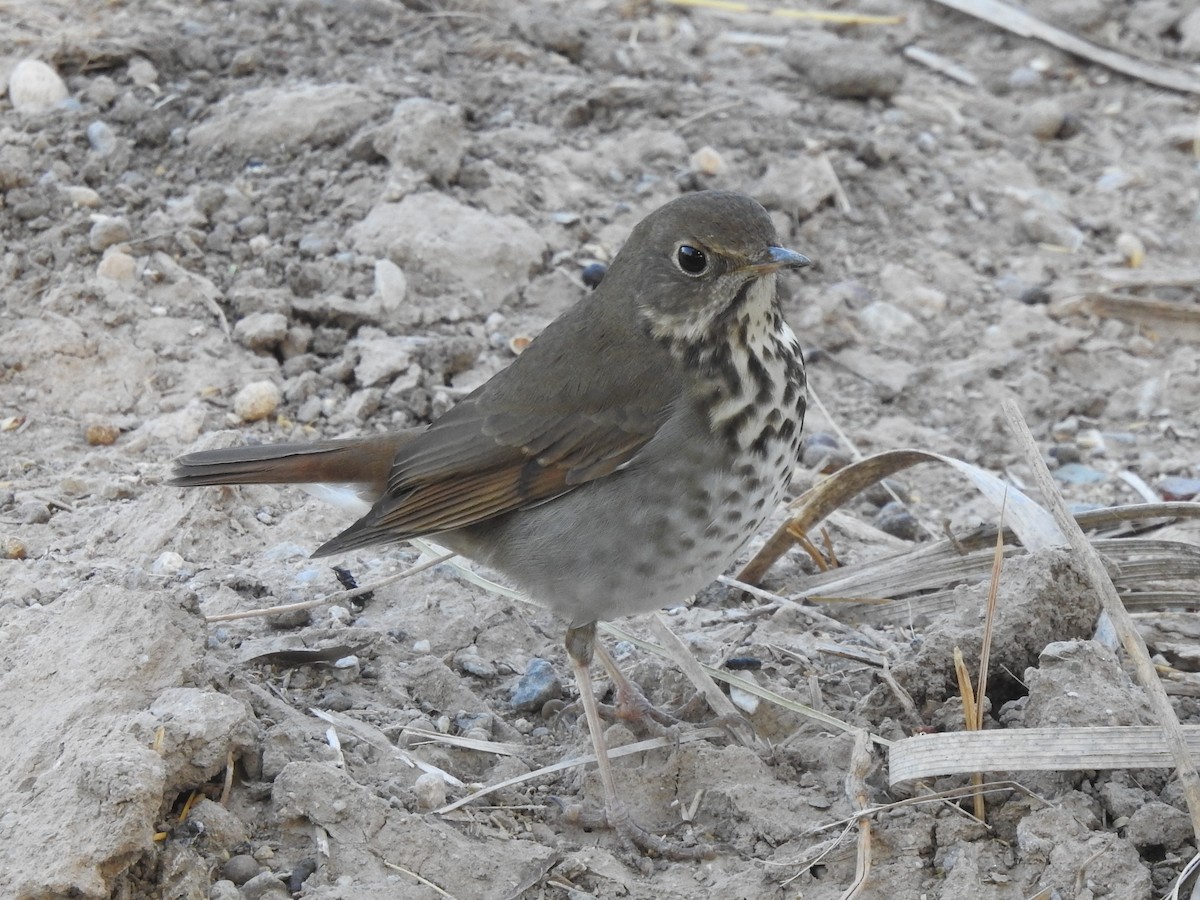 Hermit Thrush - ML283888761