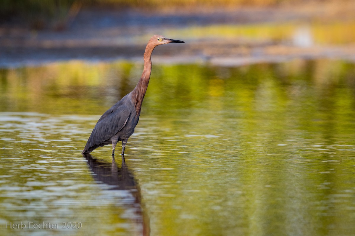 Reddish Egret - Herbert Fechter