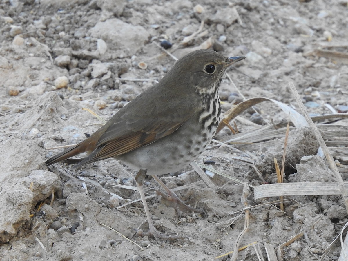 Hermit Thrush - ML283888931