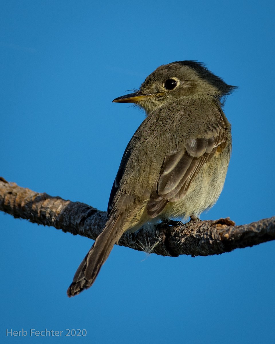 Cuban Pewee - ML283889441