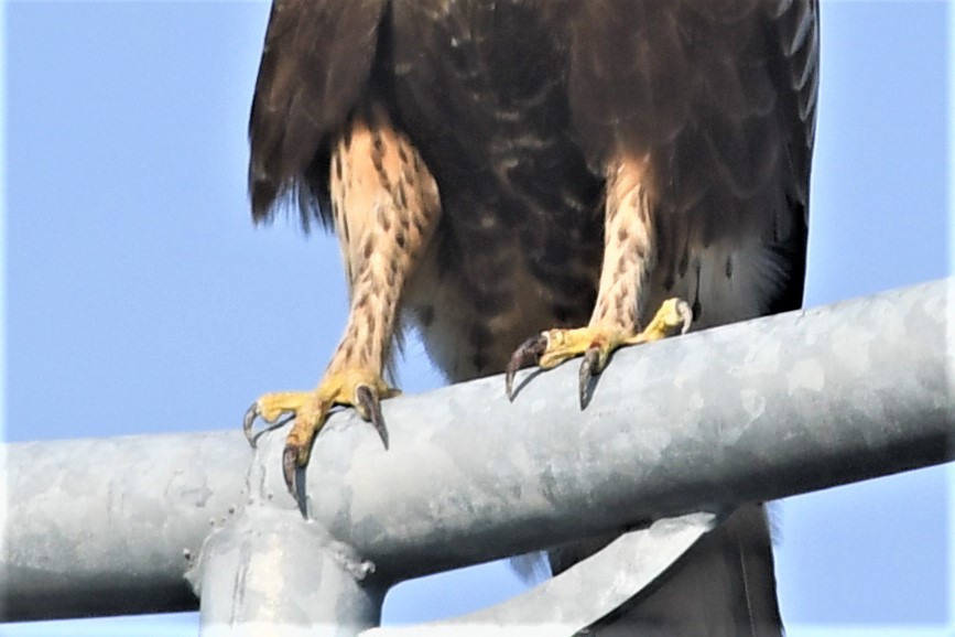 Rough-legged Hawk - ML283889681