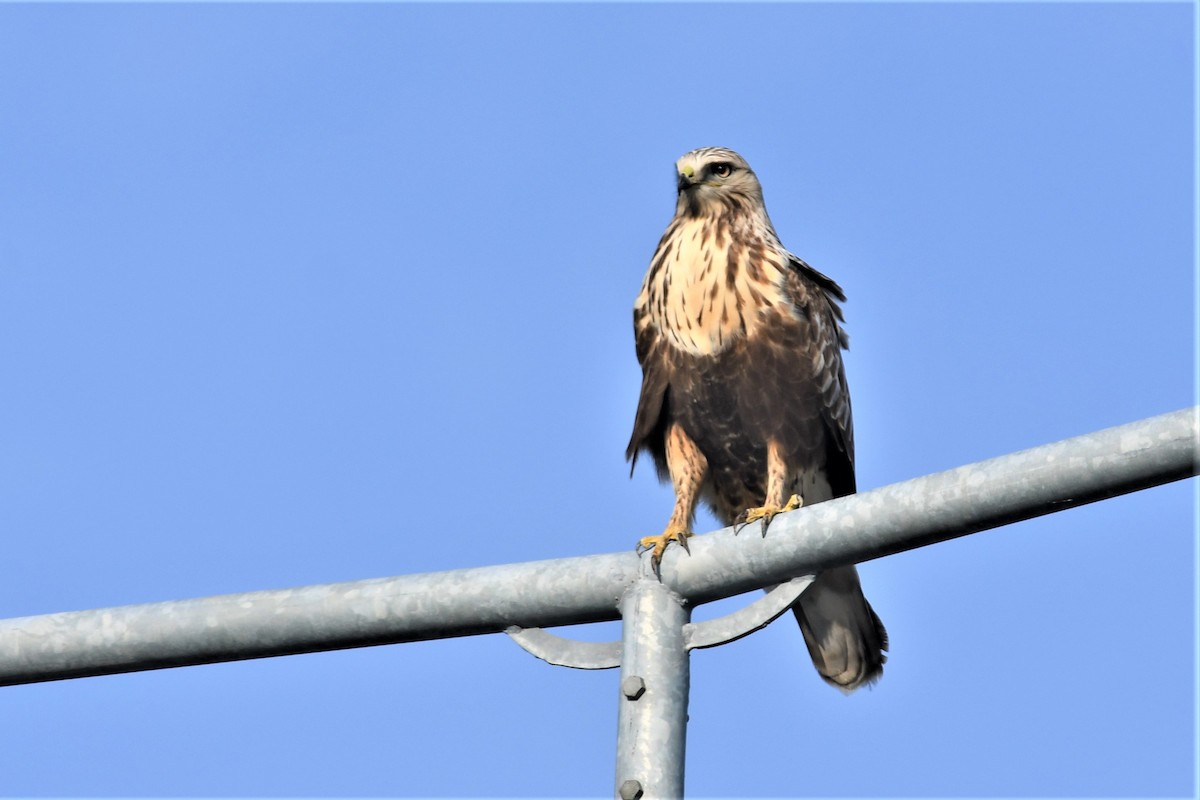 Rough-legged Hawk - ML283889741