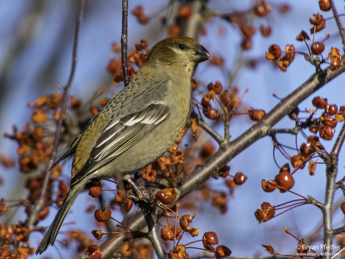 Pine Grosbeak - ML283890491