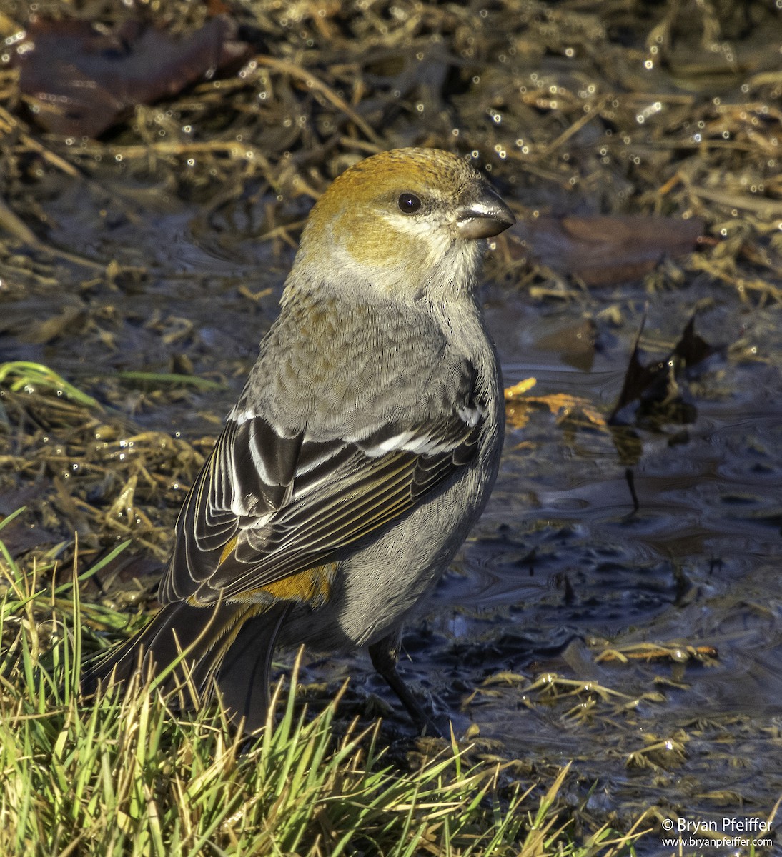Pine Grosbeak - ML283890501