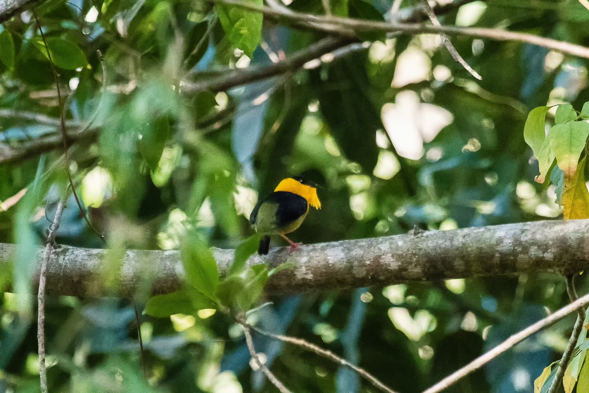 Golden-collared Manakin - graichen & recer