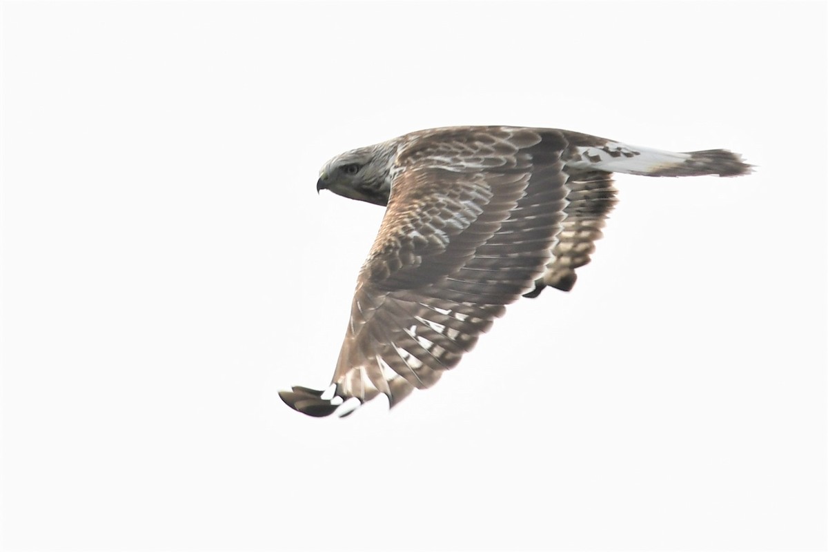 Rough-legged Hawk - ML283890901